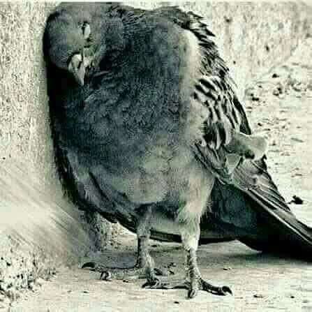 شباب بنات راح أسد تويتر ليريد يغلي متابعة يلغيه اني هلايام حالتي صحيه تعبانه  كلش اسف خاف ضوجت أحد  بشي  برونه ذمة