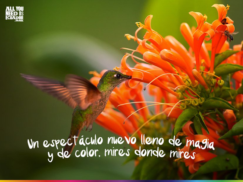 GestoraGuayas's tweet photo. Descubre la belleza del país que lo tiene todo. #AllYouNeedIsEcuador https://t.co/x3sXSySPbv