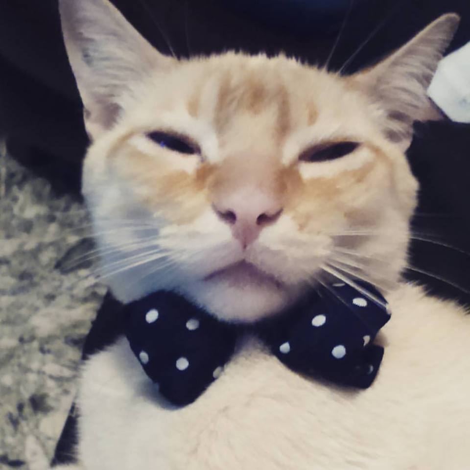 bohorquezalexa's tweet photo. @Tropibogota #animals El Doctor Toby y yo escuchamos todo el día Tropicana la mas bacana ...**+**+** https://t.co/qVZbXMExnl