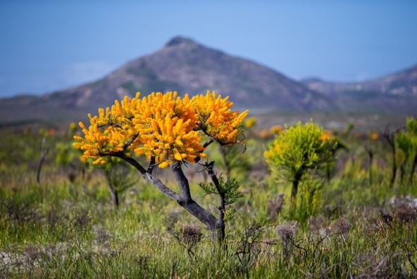 MountainManWin's tweet photo. FREE TODAY! A wild dive into the talk distinctive to the West.  (Normally 7.99) https://t.co/xiSeDMFuuX https://t.co/X1eETHRvvm