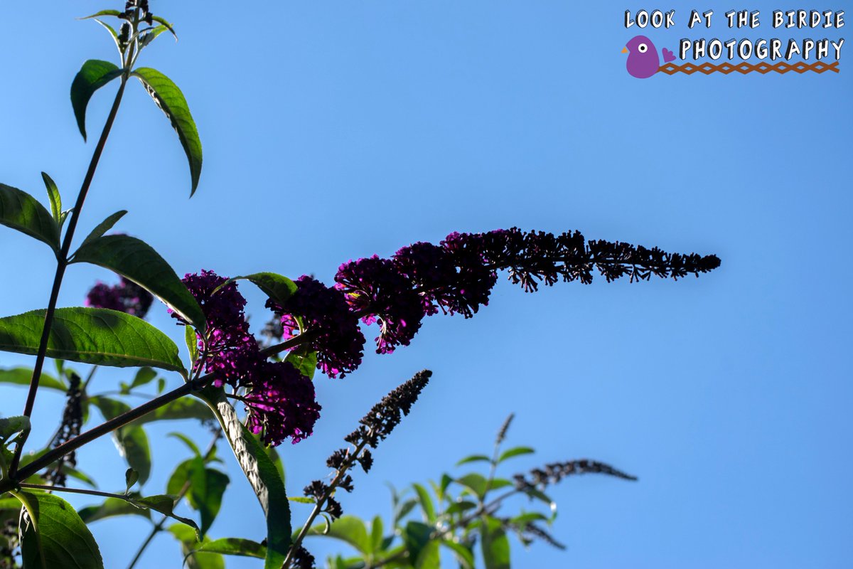 BirdiPhotograpy's tweet photo. #flowers #flowerpower #prettyflowers #photography #nature https://t.co/qAblFxnAMa
