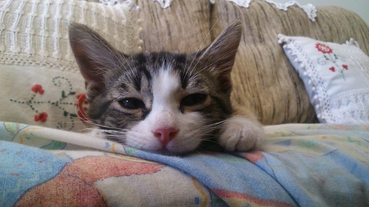 AlmudenaJaSan's tweet photo. Mi cara esperando noticias de @FestivalCampano. 
Ganas muchas ganas!! :) https://t.co/XjgZLkg9NK