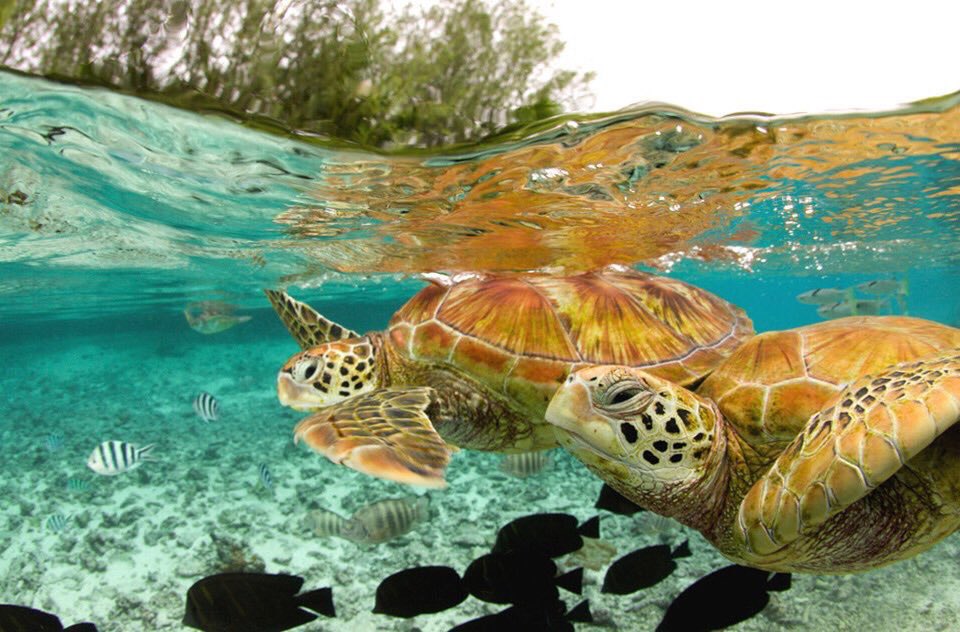 AwesomeEarthPix's tweet image. Green Sea Turtles, Bora Bora | Photography by ©Michele Westmorland