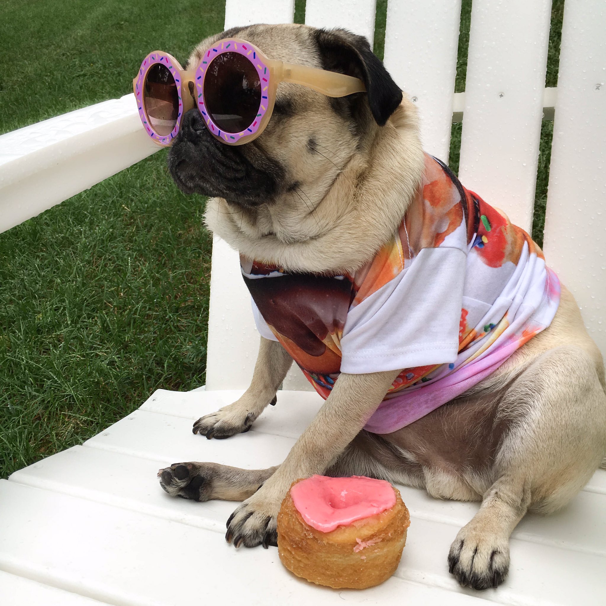 Doug The Pug on Twitter "Ready for the weekend like https//t.co