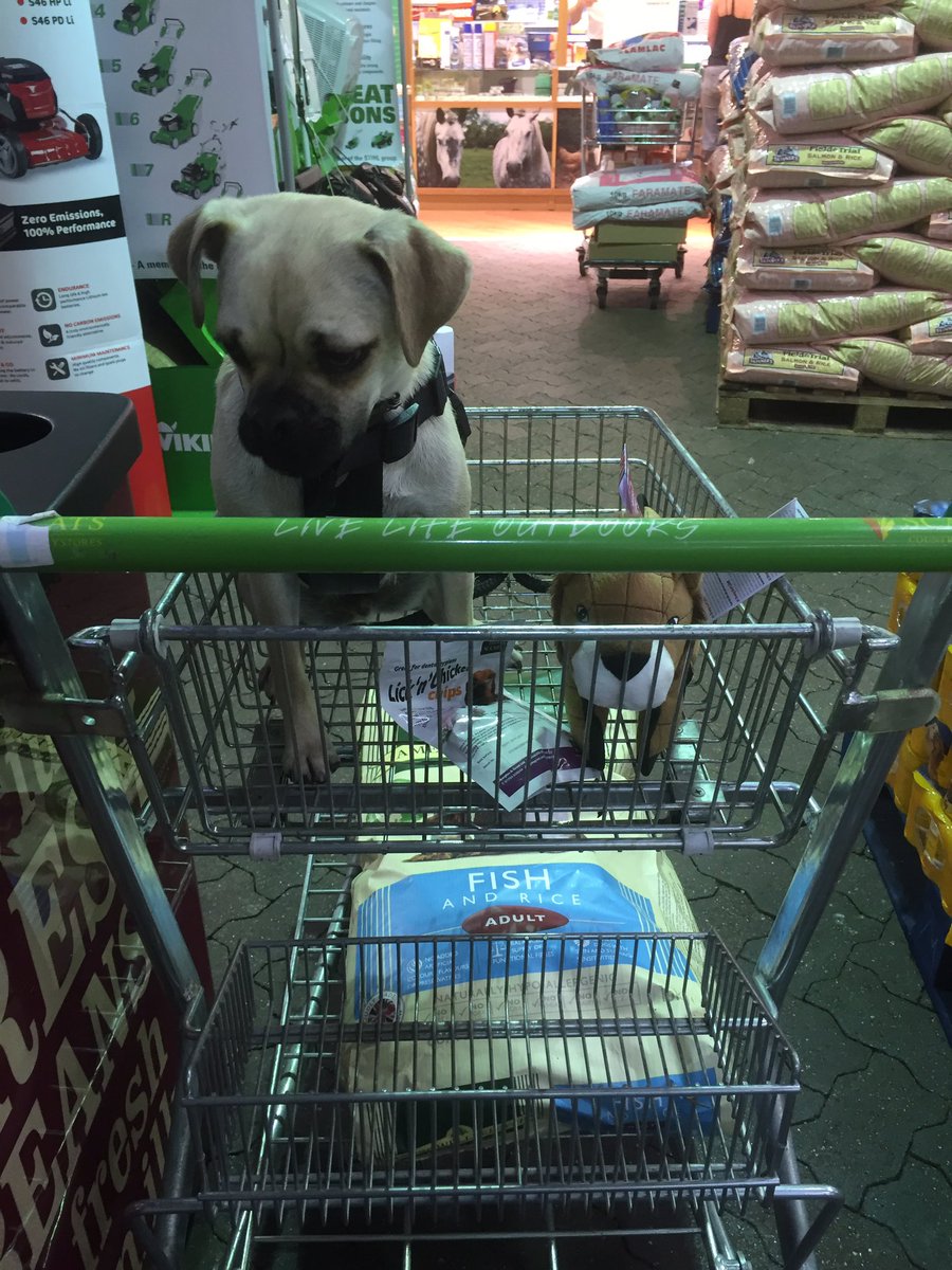 Spot of shopping with Ted!