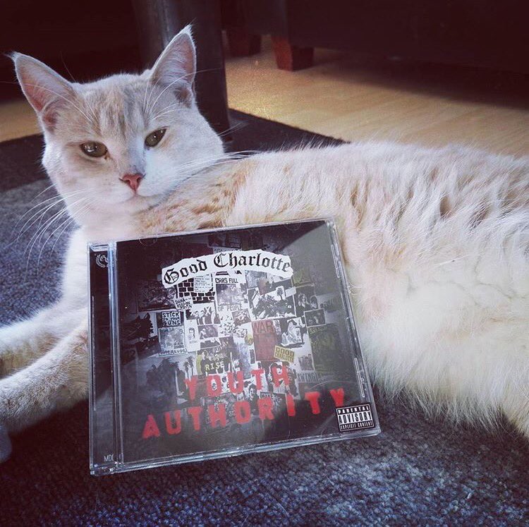 GoodCharlotte's tweet photo. The results are in...cats love Youth Authority!! https://t.co/Gye1Aua2nk