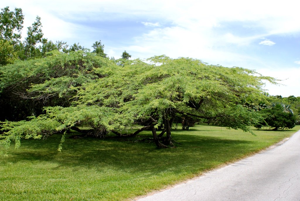 Fairchild Garden tweet media