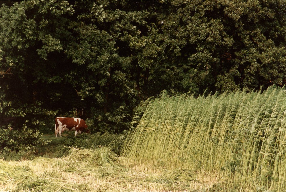 Hemplujah's tweet image. S/O @hempflax for growing #hemp and #flax AND inspiring #USA to get involved in the action! hempflax.com/en/about-hempf…