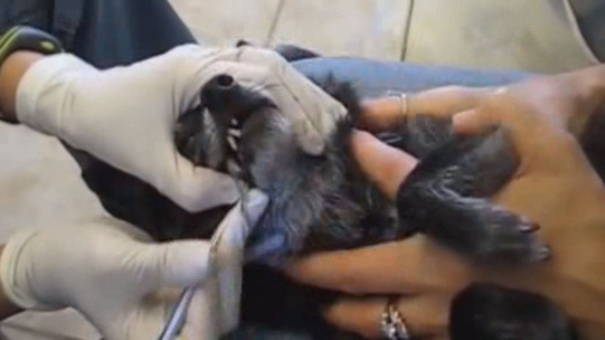 #Veterinarians Raise Concerns About Anesthesia-Free Dentistry For #Pets via @CBSchicago hubs.ly/H03vdHQ0
