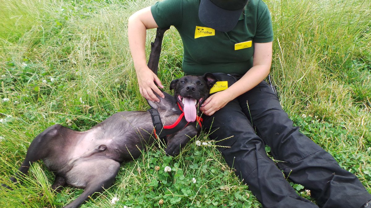 DT_Loughborough's tweet photo. Awwww Kenny looks like he's enjoying himself and is somewhat ticklish! https://t.co/WbC50W2ChB