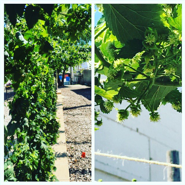 sprecherbrewery's tweet photo. The @sprecherbrewery hops at the @wistatefair continue to grow for the #faircountdown! https://t.co/J1mhsTqwtj