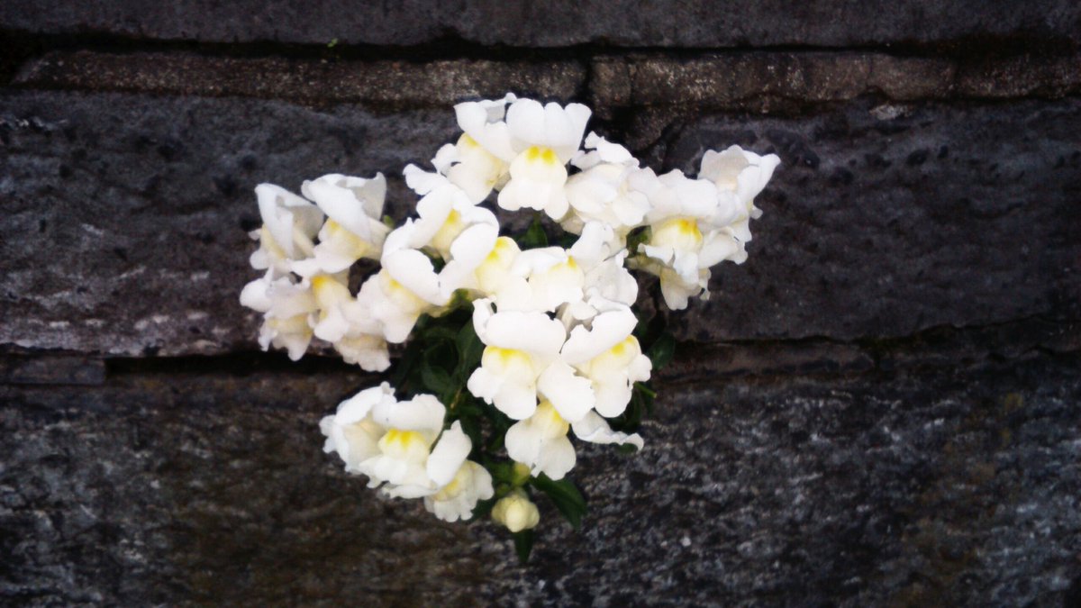 TheBoxsideOut's tweet photo. @clairecly Growing spontaneously in the limestone mortar outside #StMarysRC #Limerick ๐ป https://t.co/ieGzbbPqqO