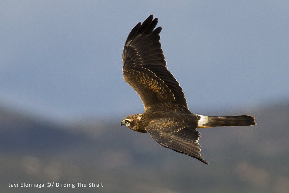 Crowdfunding for Montagu's Harrier succesful! Info at birdingthestrait.com