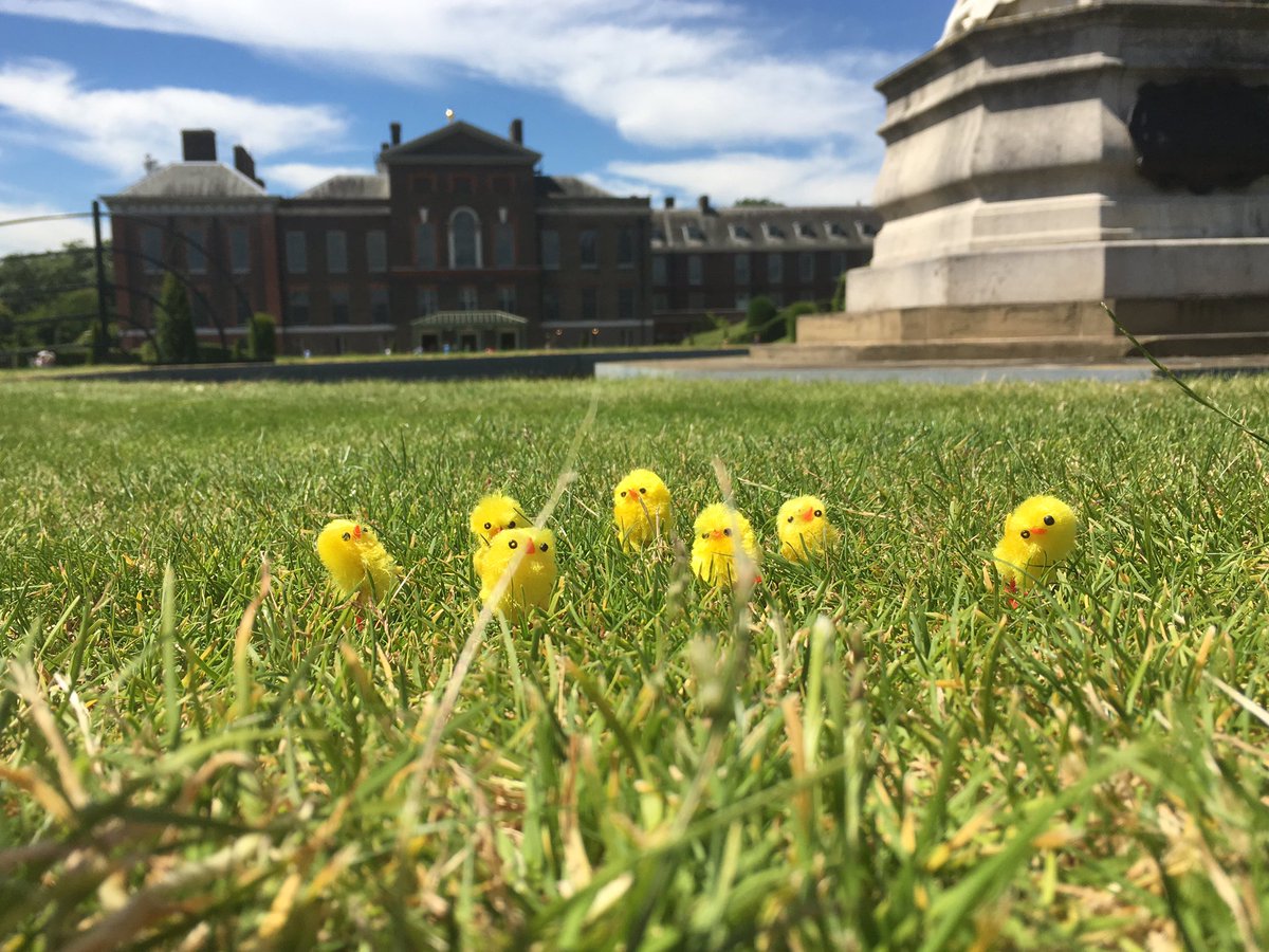 Royal chicks #earlybirdchicks