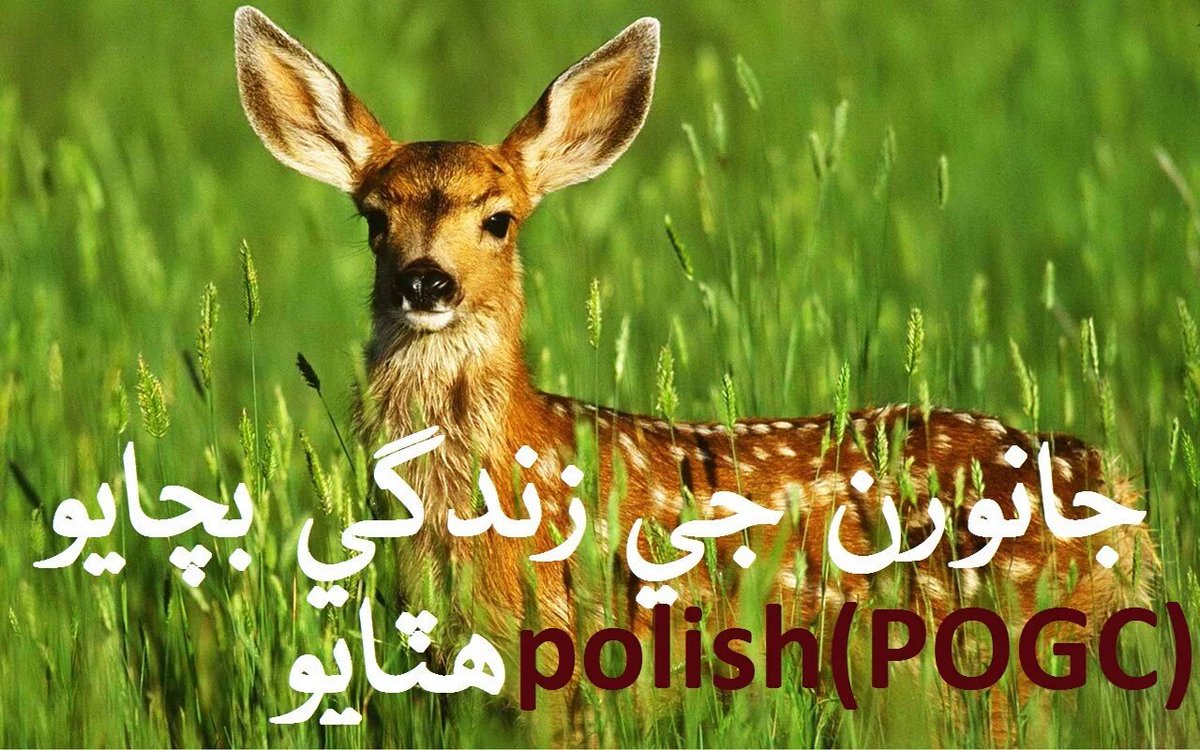 ABashku's tweet photo. Dont kill animals.. save animals save earth. @BBhuttoZardari @mohsinmalvi19 @ImranKhanPTI
#POGCatrocities https://t.co/BdyZe1PH7w