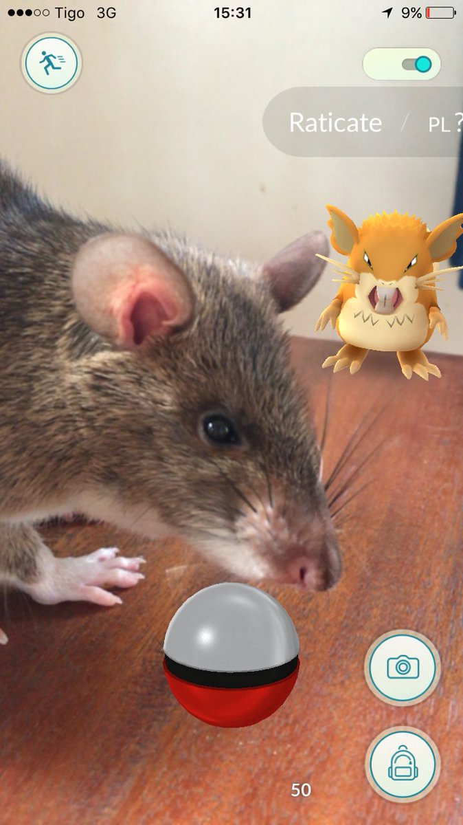 herorats's tweet image. Our HeroRATs are still a bit confused by #PokemonGo @karmafylife