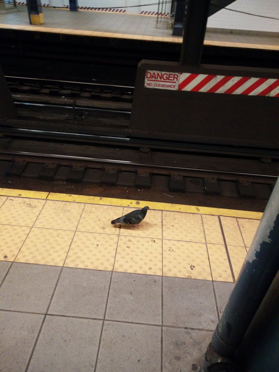 TonyLGunk's tweet photo. Da #SummerHeat so bad in #NYC even pigeons be like "Fuck flyin in dis heat.  Imma take da express train.  #CoolOFF" https://t.co/zKNAaPF9Oe