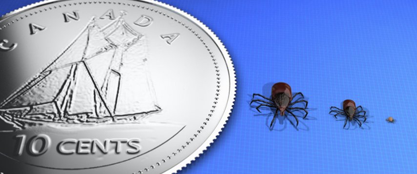 PJWARE123's tweet photo. TICK AWARENESS  Lyme disease carrying ticks found near u! #SANLCamping @newfoundland #lyme @ParksCanada @NL411_ https://t.co/5YA54hpJzT