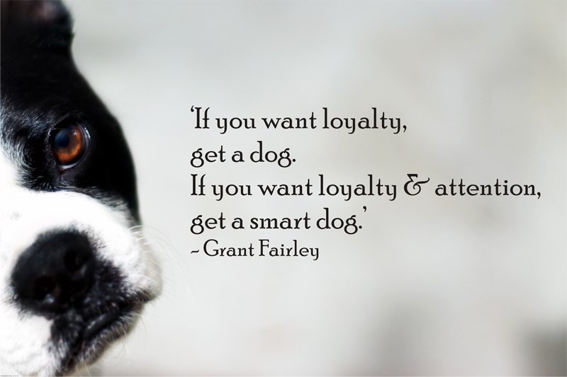 DogsTee's tweet image. If You want Loyalty Get A #Dog