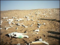 rustmanikhaleeq's tweet photo. Stop killing animal save  animal#POGCAtrocities https://t.co/K24RwlZm0L
