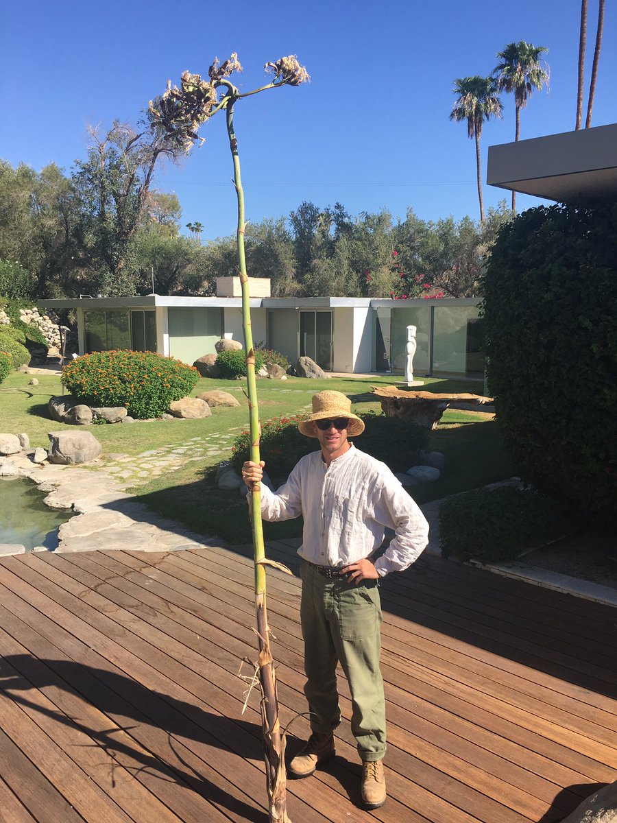 saturatetalks's tweet photo. Jeff our land lead and the stock of a century plant bloom. #onlyonceinahundredyears #palmsprings #adaptwithus https://t.co/JhuIxqV7Rs