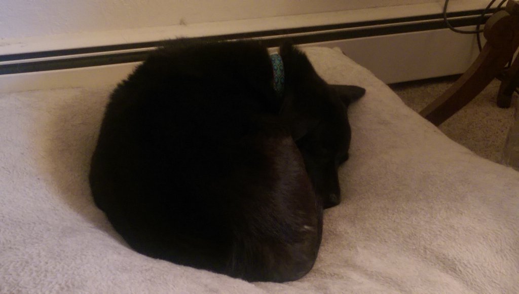 tvanfosson's tweet photo. She works so much, she's entitled to a little rest. #workfromhomedogs https://t.co/LGNr9X8zKr