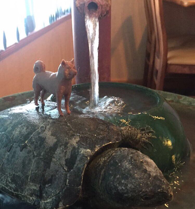 doge3d's tweet photo. Shhhhh #doge thinks he's on #squirttle #pokemongo #doge3d #madeinwpb #gottacatchemall #dogeworld #dogewpb #dogefla https://t.co/XJ8i3oPmr3