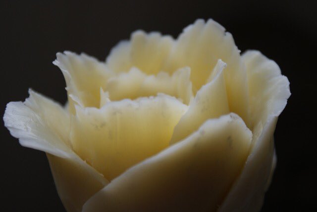 hermer william (@hermerwilliam) on Twitter photo 