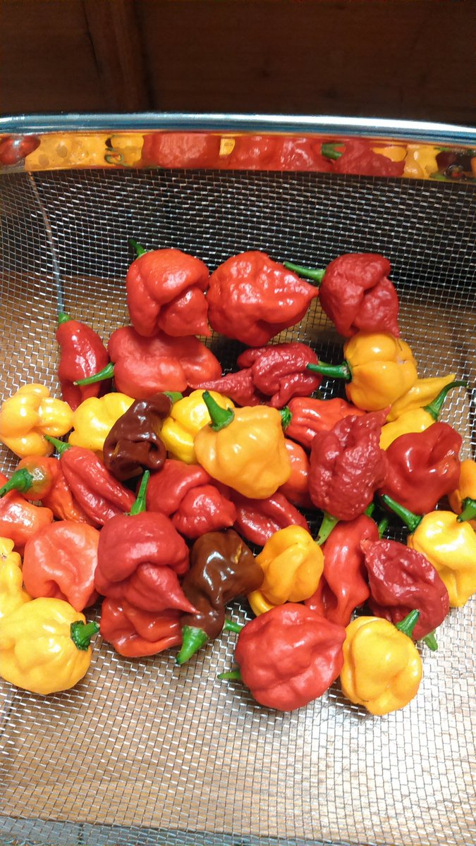 PaysTara's tweet photo. Been harvesting this morning. Now to get cooking. One of those habanero peppers is going in brownies. #Chillies https://t.co/PIh3pRHm4k