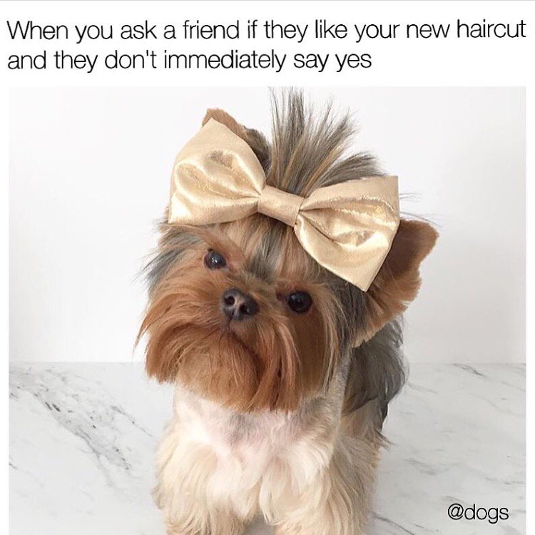 REDDSalon's tweet photo. the nerve! #funny #humor #meme #haircut #dog
https://t.co/6deCk92okx https://t.co/w9tPtusbQU