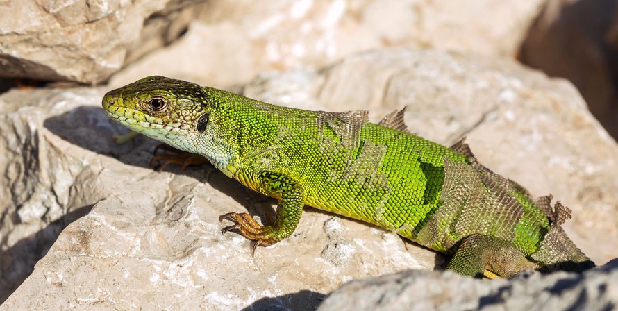 petco anole