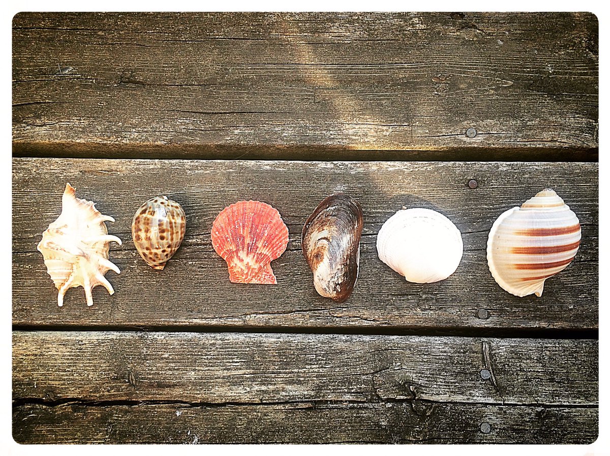 AL__Design's tweet image. The obsession is real 🐚⚓️☀️🐠#shells #happygirl #beachy #coastaldecor #beachliving #decor #design #crafty #motivation