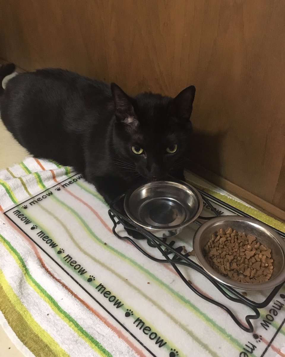 mistakensinger's tweet photo. Mr. Lazy can't even get up to drink his water #samcifer https://t.co/WJzHNRv0FC