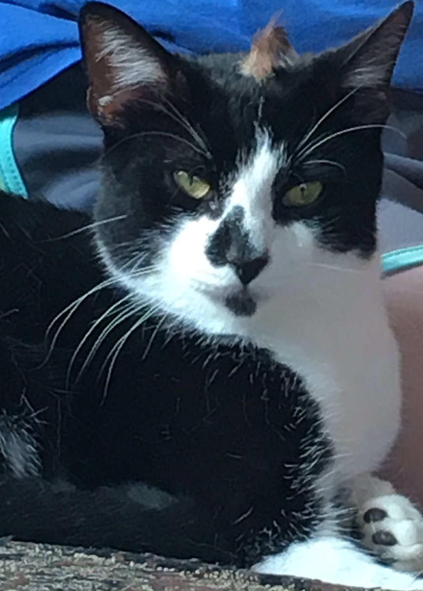 Spock misunderstanding tweeting