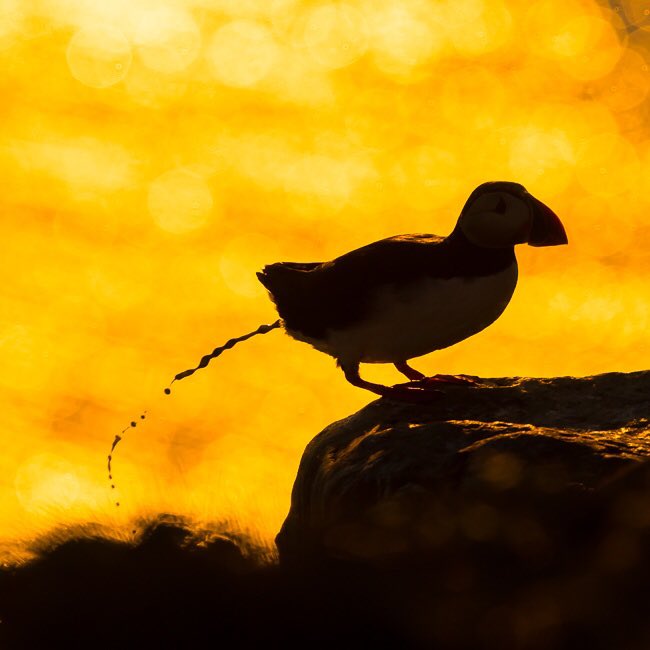 B1RDER's tweet photo. Another #poop shot for the #book. This time a #puffin against the #sunset on #VigurIsland. What a #beautiful night https://t.co/iplsMRYQsb