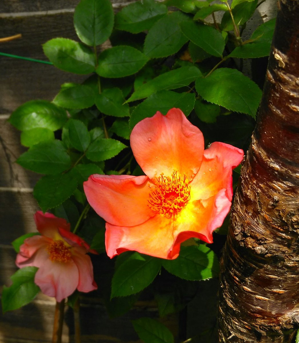 Rosa Fighting Temeraire absolutely glowing in the sunshine today.  <a href="/DAustinRoses/">David Austin Roses</a> <a href="/TheGardenersRT/">TheGardenersRetweet</a>