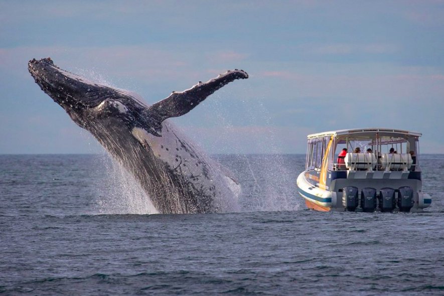 mashable's tweet image. Unfortunate whale watchers fail to notice the leap of a lifetime on.mash.to/29M6Wi9