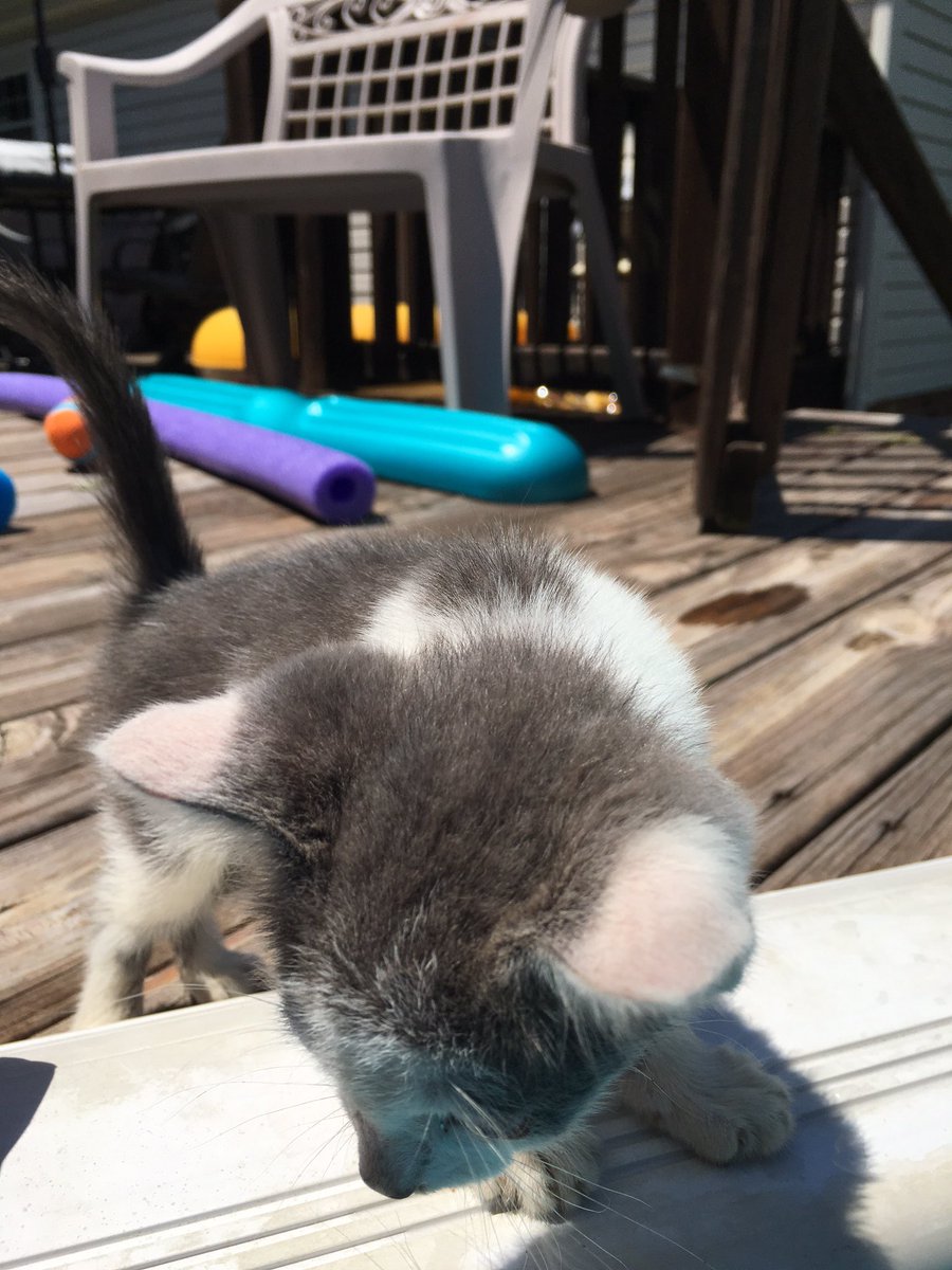 rebeccca_h's tweet photo. Someone plz take this kitten😊 https://t.co/jYy75PHed9
