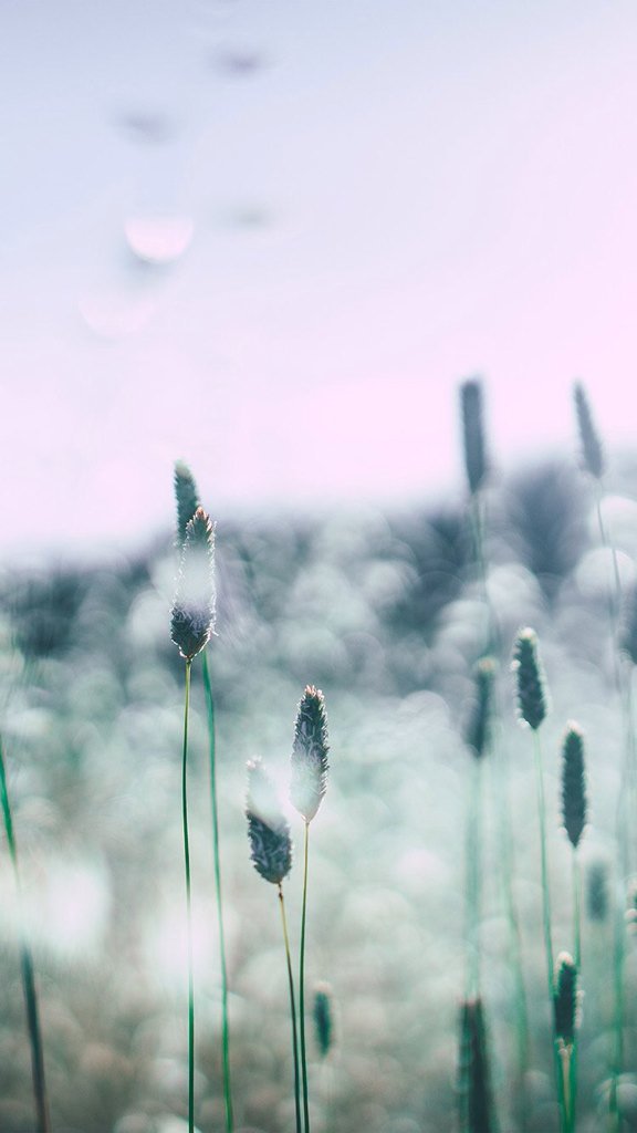 TeleWall's tweet image. 