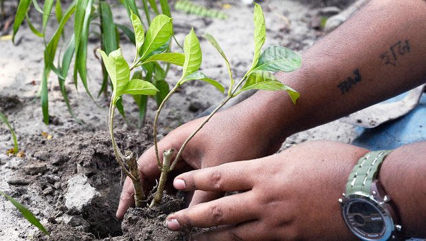 FastCoImpact's tweet photo. India just planted nearly 50 million trees in 24 hours https://t.co/0GffWVNSaQ https://t.co/gIIR0WPuxM