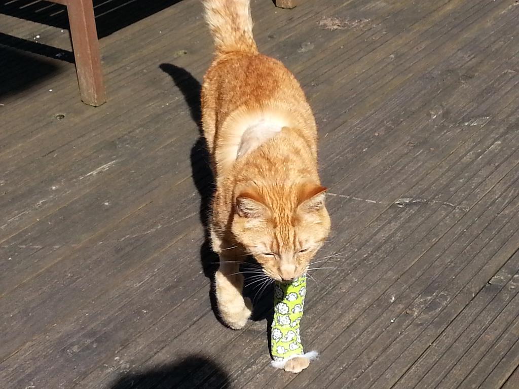 LittlePieceLand's tweet photo. @AChillyPepper we almost lost Ben in March (cat fight bite infection) but sick as he was he never gave up #007cat https://t.co/WBS0CohoDO
