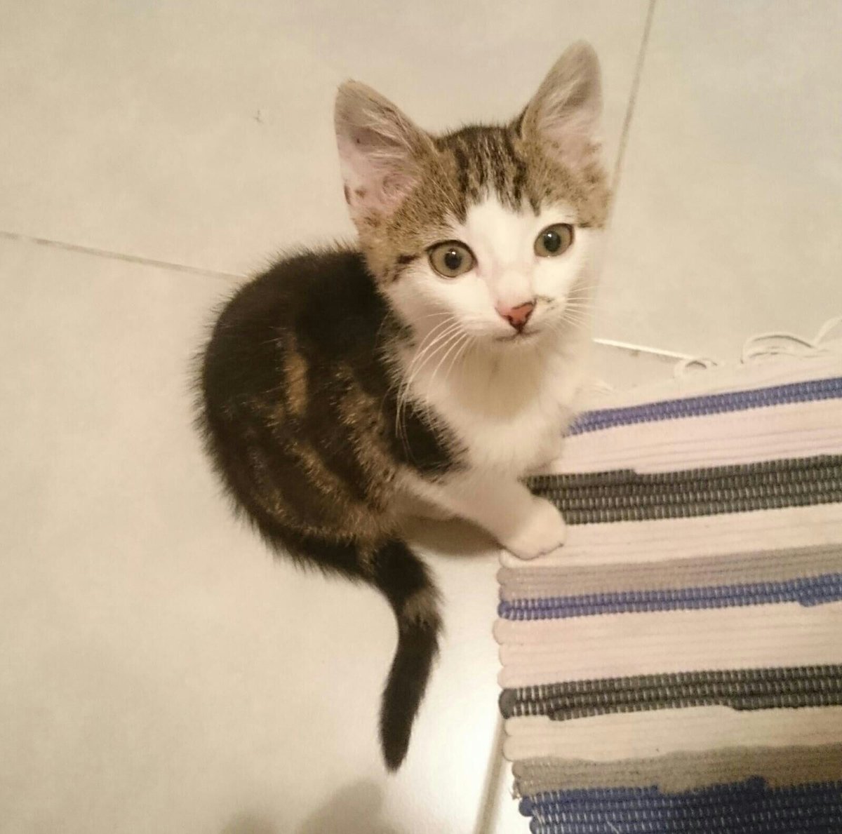 asso_pepito's tweet image. Ça continue 😭
Chaton récupéré par une dame (qui ne peut pas le garder)
Évidemment c&apos;est urgent 😕
Paris