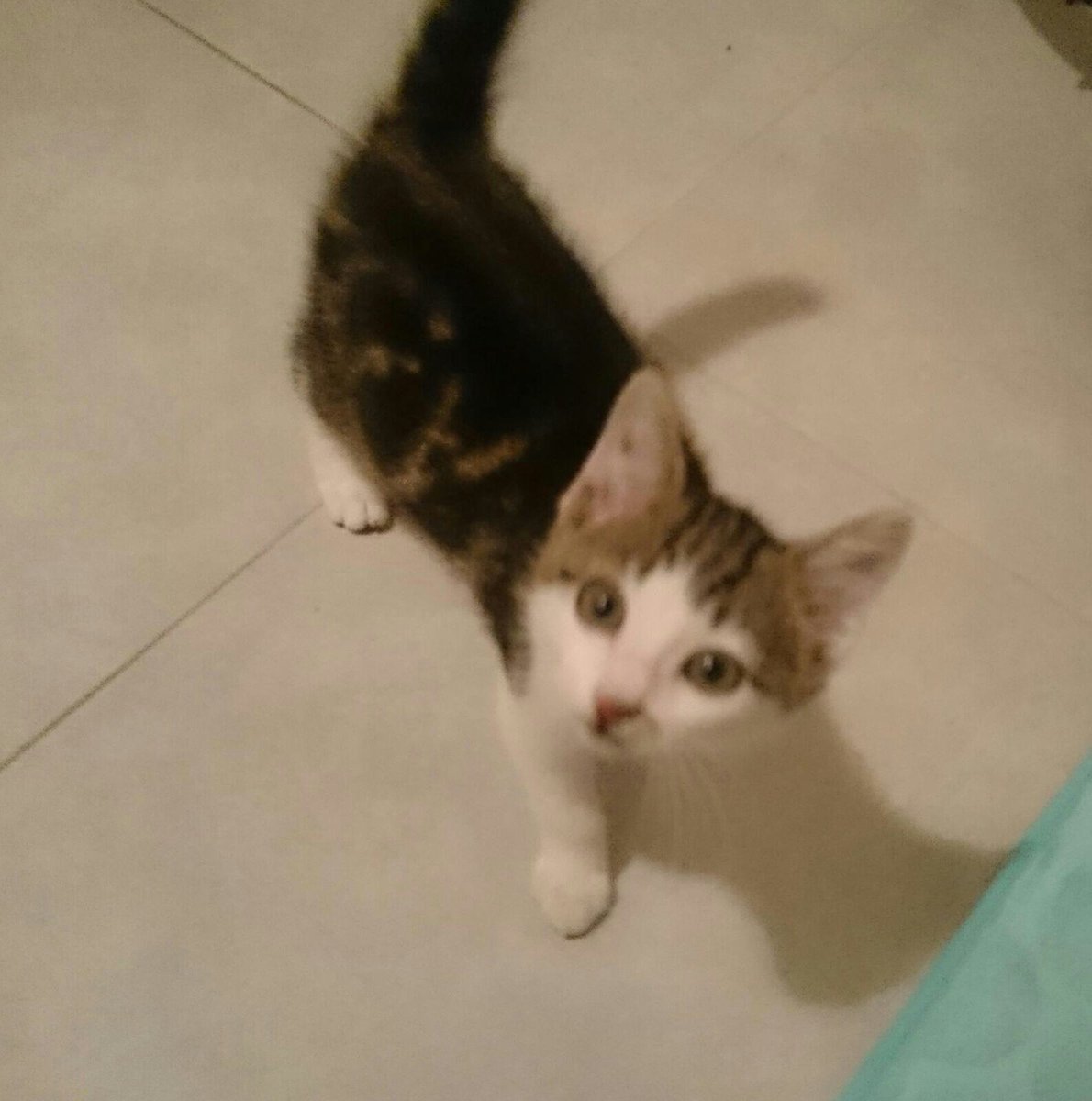 asso_pepito's tweet image. Ça continue 😭
Chaton récupéré par une dame (qui ne peut pas le garder)
Évidemment c&apos;est urgent 😕
Paris
