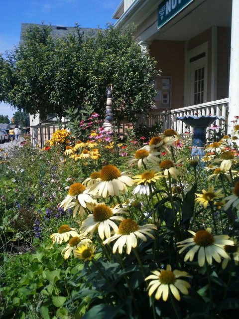 Summer patio garden in <a href="/LakefieldON/">Lakefield ON</a>