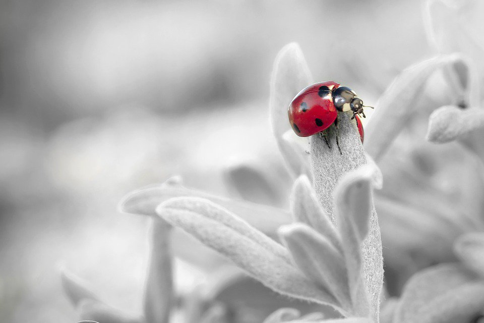 _SelectServices's tweet photo. Check out theses macro photos of insects by Pascal Goet https://t.co/SFWi0BfThX https://t.co/j2vzihcobO