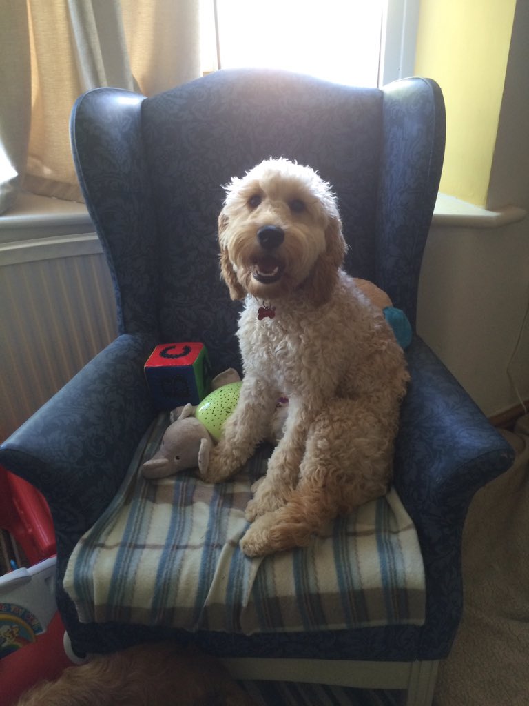 247Dogwoman's tweet image. New dog visiting us today ! #bryn #desensitisation #fearresponse