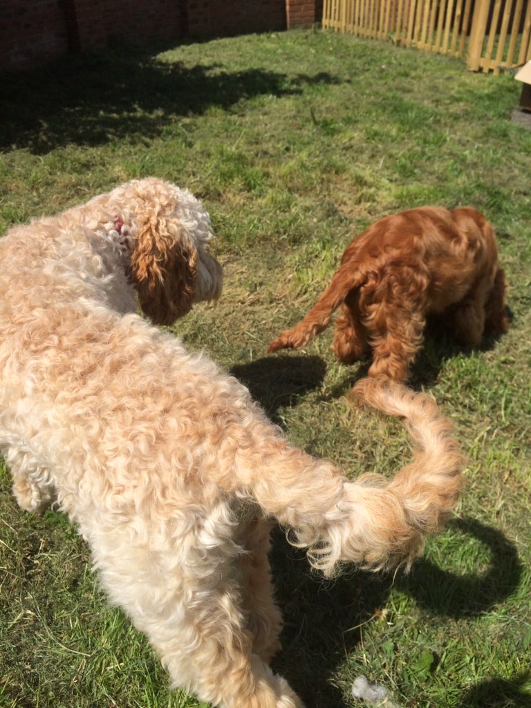 247Dogwoman's tweet image. New dog visiting us today ! #bryn #desensitisation #fearresponse