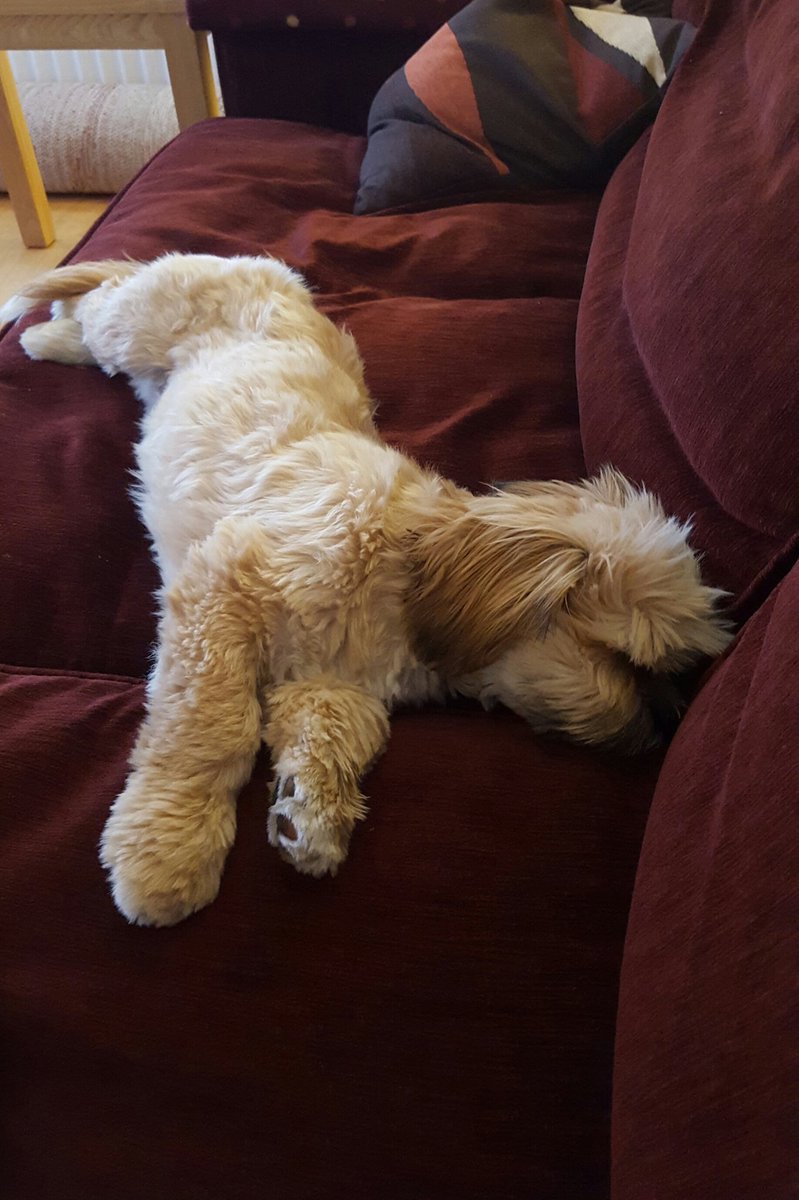 Charliepawz's tweet photo. #shattered #contentpuppy #lazydays https://t.co/QA30ReIeZd