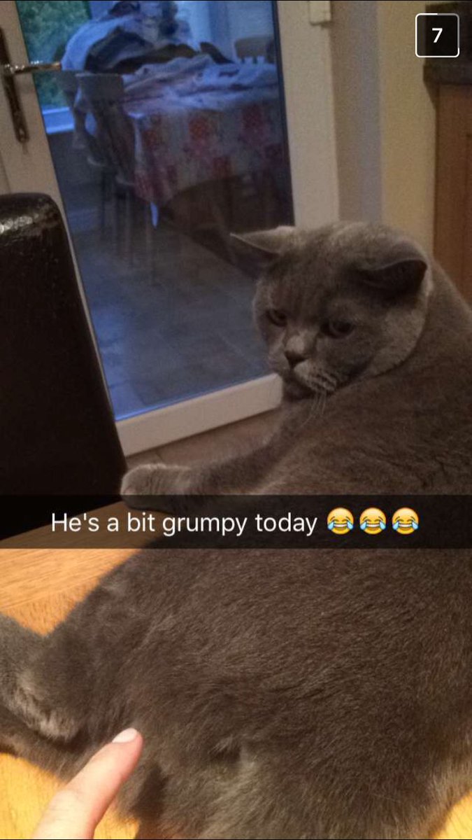 Rachel__Hall's tweet photo. Literally nothing makes me happier than Ellis's cat https://t.co/ulSJi9TZxz