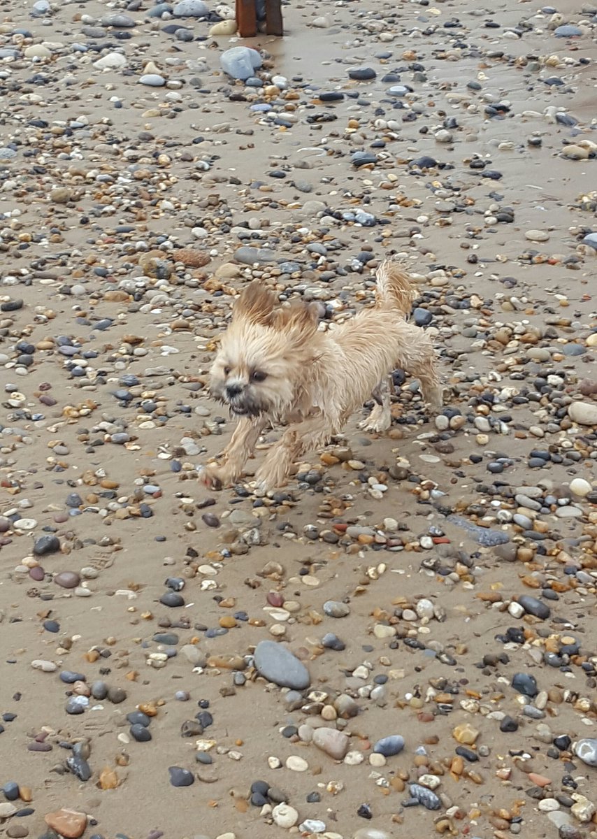 Charliepawz's tweet photo. Had an amazing day at Seaham Beach at weekend.
#wetdog #happydog #sunnydays https://t.co/ixq8ouAGcm